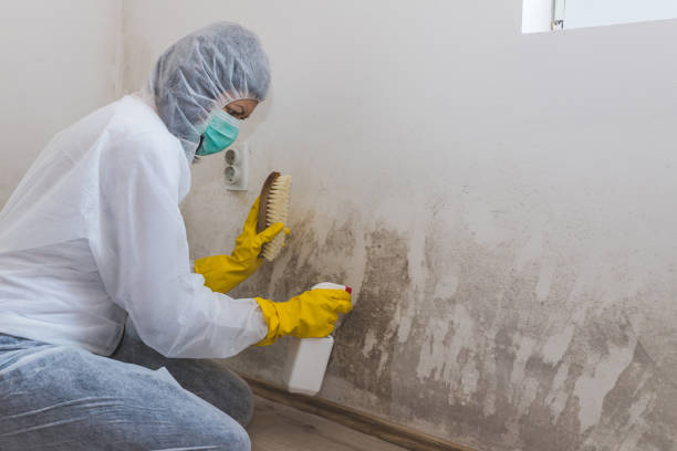 Best Kitchen Mold Remediation in Yosemite Valley, CA